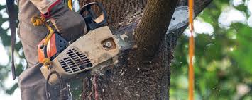 Best Tree Removal  in Eastmont, WA