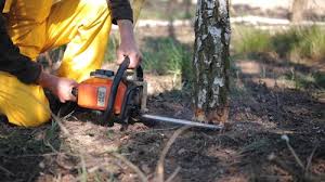 Best Tree Preservation Services  in Eastmont, WA