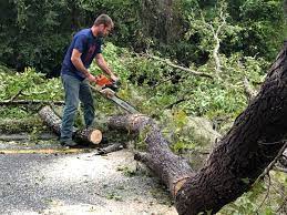 Best Hedge Trimming  in Eastmont, WA