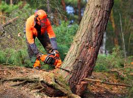 Trusted Eastmont, WA Tree Care Experts