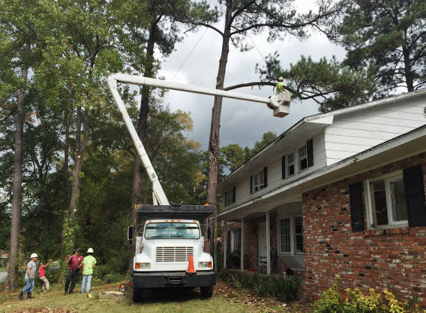 Best Tree Health Inspection  in Eastmont, WA