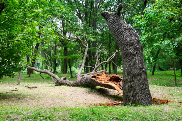 Trusted Eastmont, WA Tree Care Experts