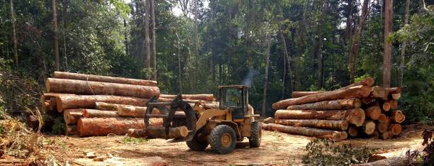Best Arborist Consultation Services  in Eastmont, WA