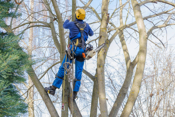 Best Stump Grinding and Removal  in Eastmont, WA