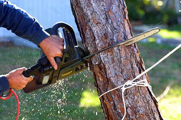Mulching Services in Eastmont, WA