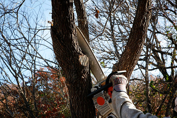 Best Stump Grinding and Removal  in Eastmont, WA