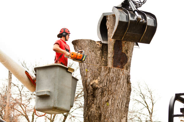 Best Commercial Tree Services  in Eastmont, WA